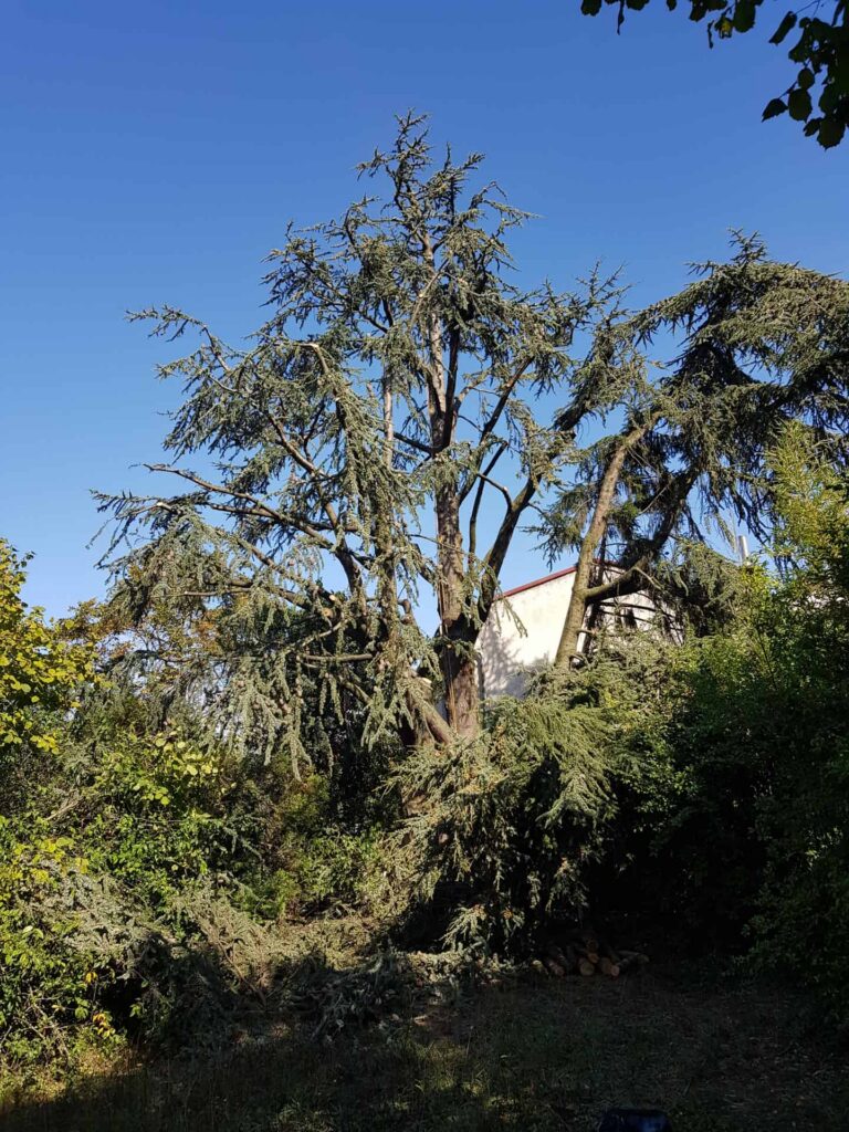 Chantier de taille d'entretien de grands platanes en copropriété à Lyon