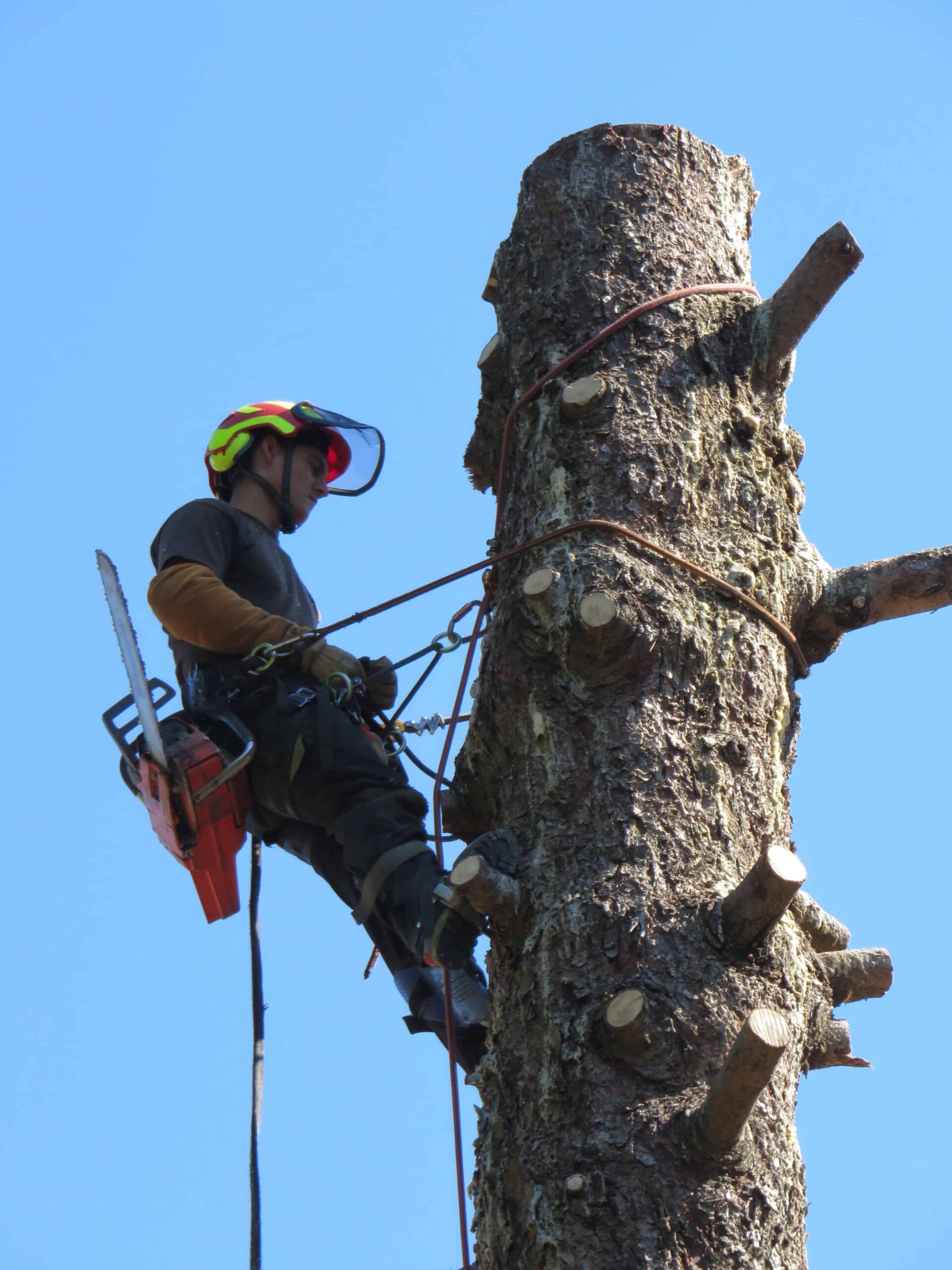 Élagueur grimpeur effectuant un abattage d'arbre délicat à Lyon