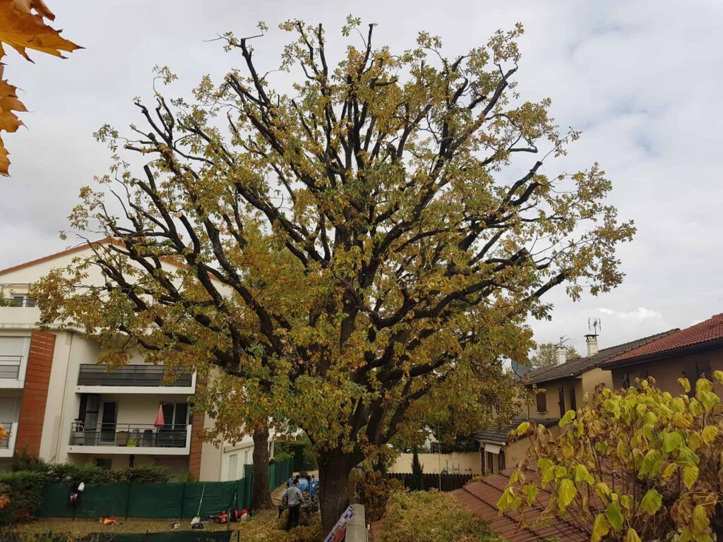 Rémy Nicolet spécialiste certifié en élagage d'arbre à Lyon