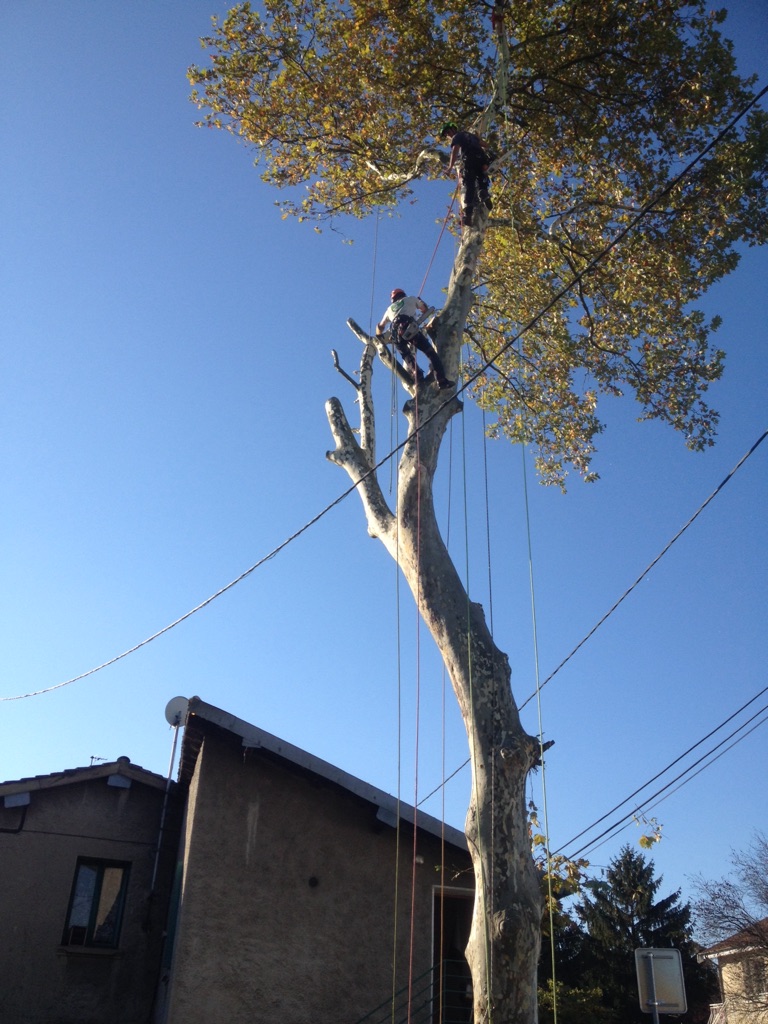 Abattage d'arbre dangereux avec cordage par élagueur grimpeur Lyon