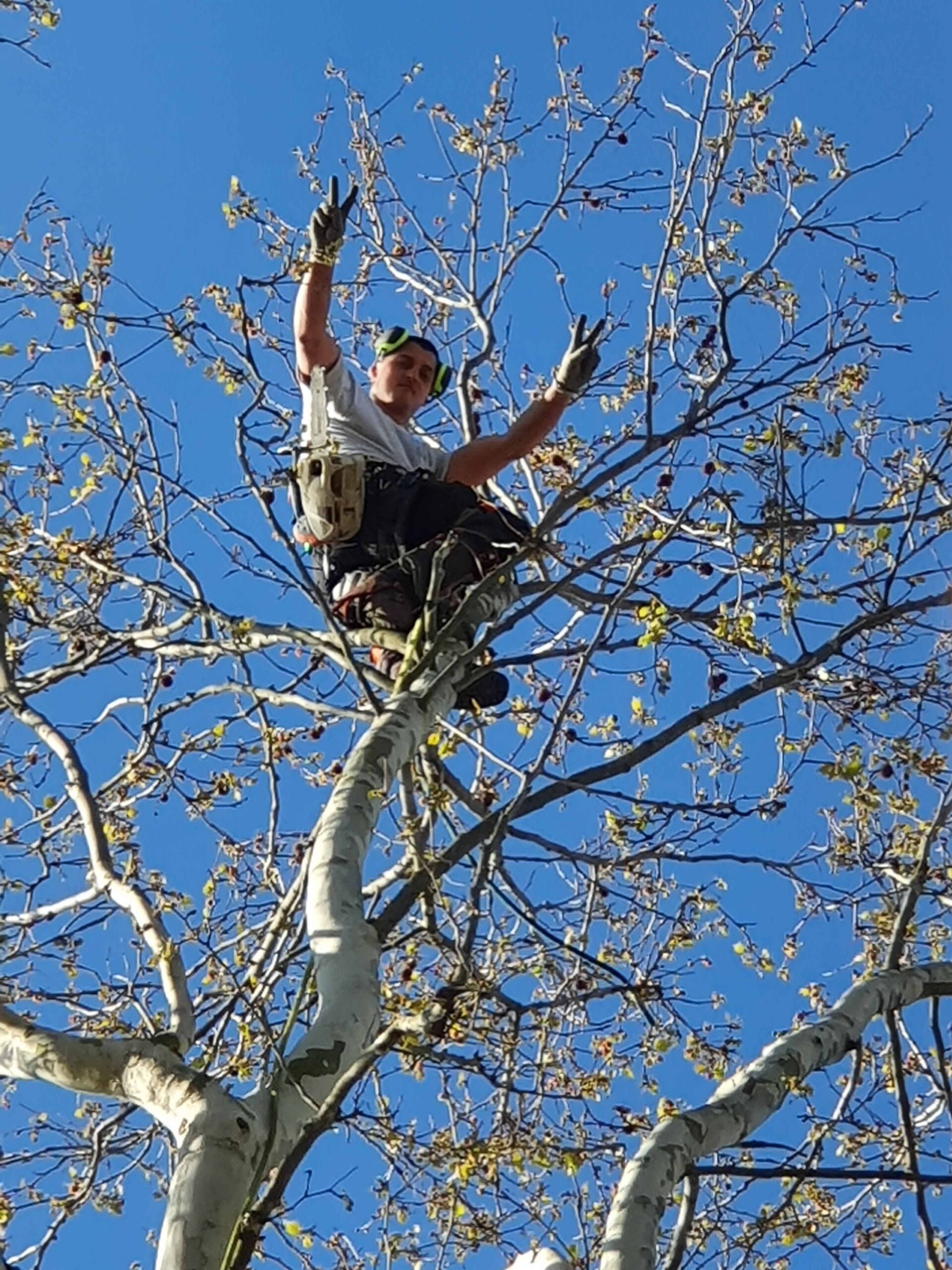 Élagueur grimpeur en action pour l'élagage d'arbre dans l'Ouest Lyonnais